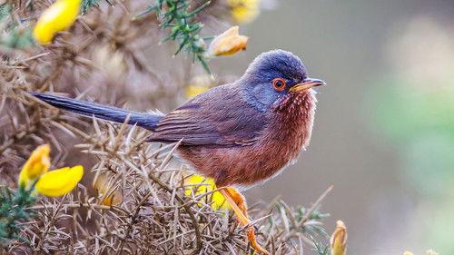 Springwatch Season 21 Episode 4 - Episode 4