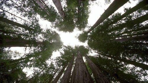 Planet Earth Season 1 Episode 10 - Seasonal Forests
