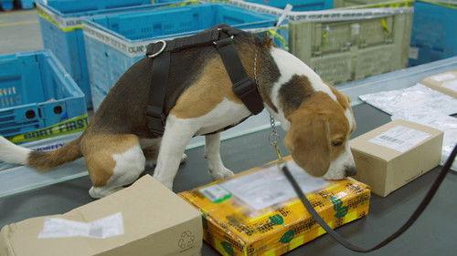 Dog Squad Season 13 Episode 7 - Episode 7