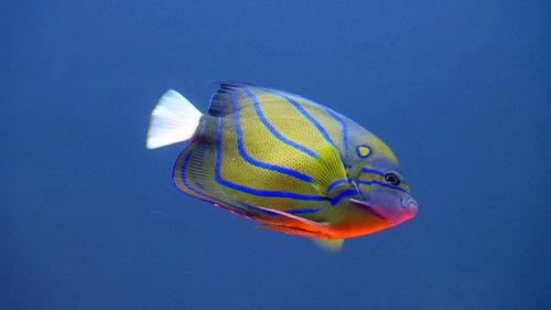 Tanked Season 12 Episode 3 - Triple Tank Throwdown!