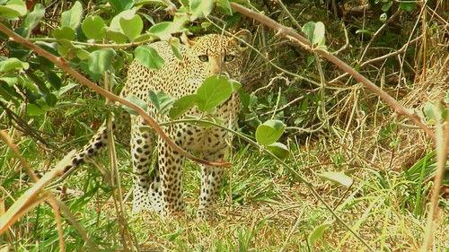 Animals Gone Wild With Jaaved Jaaferi Season 1 Episode 2 - Surprisingly Human