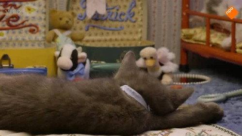 Poesjes Season 1 Episode 12 - Episode 12