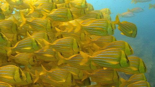 Great Blue Wild Season 2 Episode 1 - Sea of Cortez