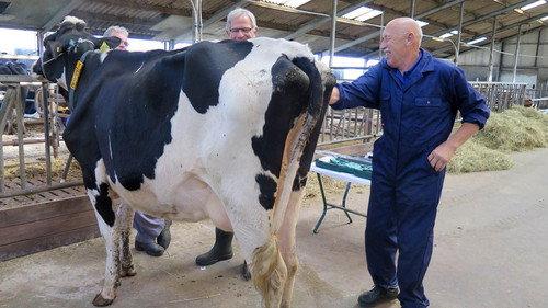 The Incredible Dr. Pol Season 11 Episode 1 - It's All Dutch to Me