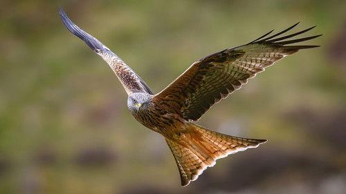 Springwatch Season 22 Episode 8 - Episode 8