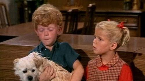 Family Affair Season 2 Episode 15 - Best of Breed