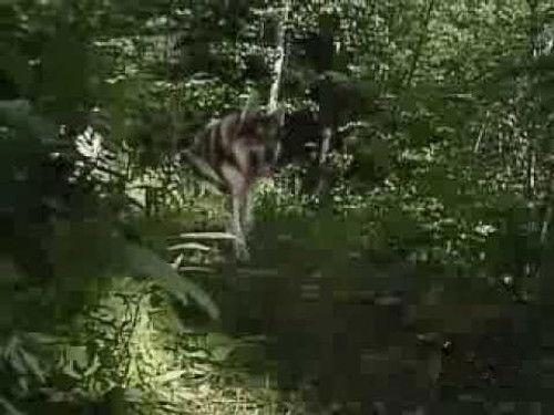 The Littlest Hobo Season 6 Episode 17 - Liar, Liar