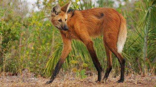 undefined Season 1 Episode 3 - Deserts and Grasslands