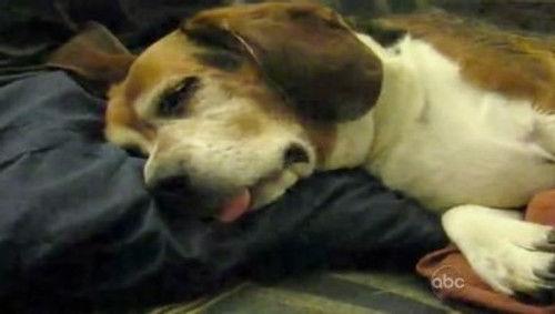 America's Funniest Home Videos Season 21 Episode 20 - Working Out Mishaps and Easter Egg Calamities