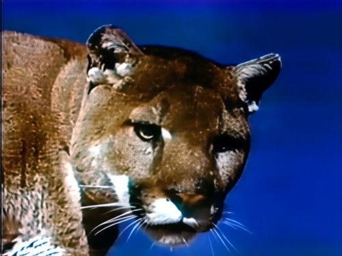 The Wonderful World of Disney Season 6 Episode 3 - Killers of the High Country