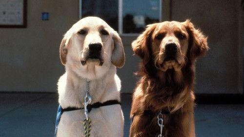 Nature Season 15 Episode 9 - Extraordinary Dogs