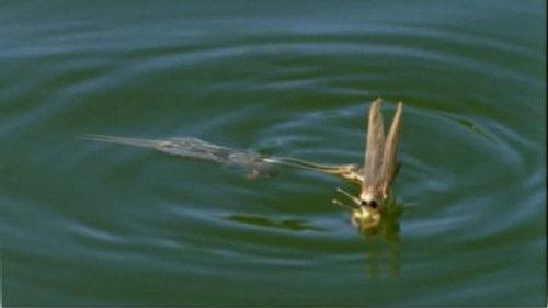 Life in the Undergrowth Season 1 Episode 2 - Taking to the Air