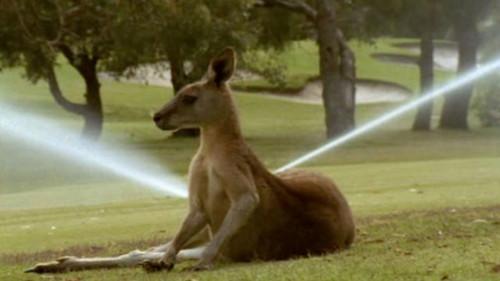 Wild Down Under Season 1 Episode 6 - New Worlds