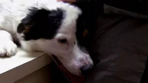 Dr. Jeff: Rocky Mountain Vet Season 1 Episode 4 - Rocks and Crocs