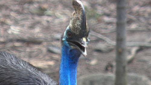 72 Dangerous Animals: Australia Season 1 Episode 4 - Tiny Terrors