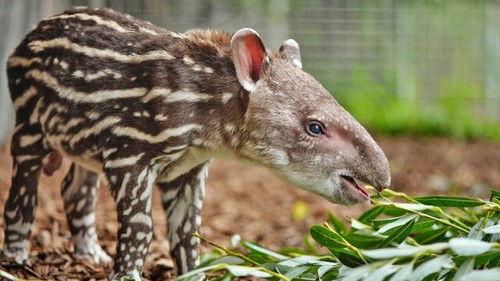 The Secret Life of the Zoo Season 3 Episode 5 - Episode 5