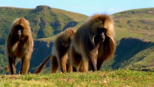 Animal Fight Night Season 2 Episode 4 - Coyotes, Crabs, Eagles