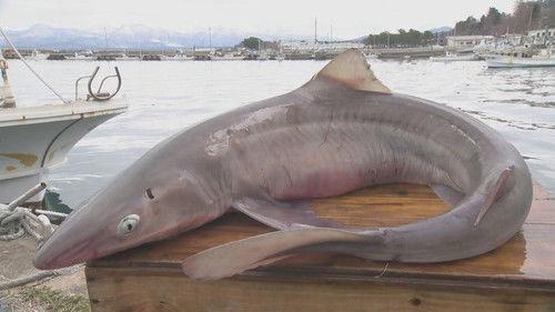 Trails to Oishii Tokyo Season 2 Episode 5 - SHARK