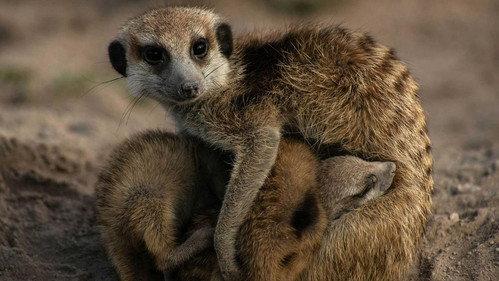 Meerkat Manor: Rise of the Dynasty Season 1 Episode 11 - Trouble in Paradise