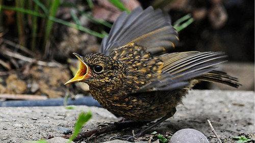 Springwatch Season 18 Episode 2 - Episode 2