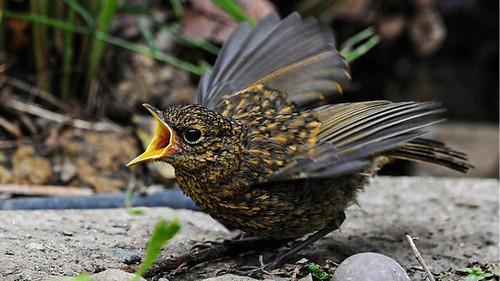 Springwatch Season 18 Episode 2 - Episode 2