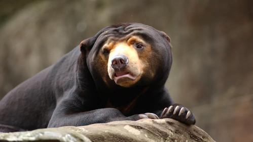 Taronga: Who's Who In The Zoo Season 3 Episode 7 - Tree Roo