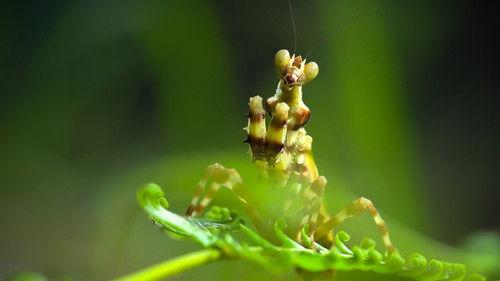 Thailand's Wild Side Season 1 Episode 1 - The Hunting Game