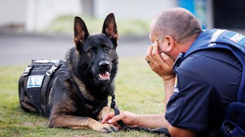 Dog Squad Puppy School Season 4 Episode 8 - Episode 8