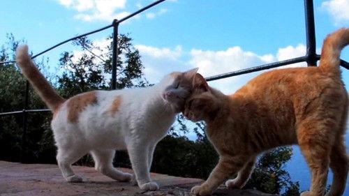 Mitsuaki Iwago's World “Cats” Travelogue Season 1 Episode 3 - Sorrento and Capri