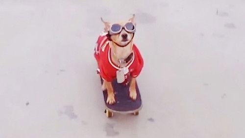 World's Funniest Animals Season 1 Episode 10 - Episode 110