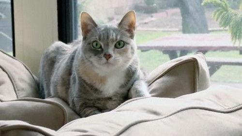 My Cat from Hell Season 6 Episode 7 - Chloe the Bully