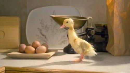 Tiny Creatures Season 1 Episode 7 - Washington