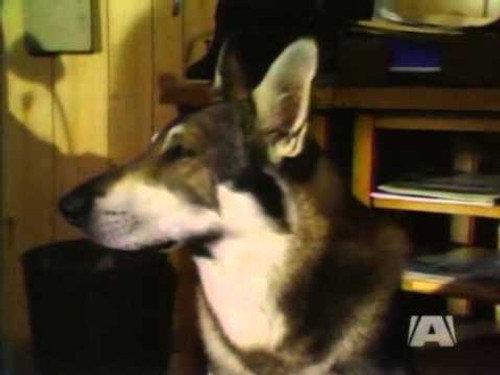 The Littlest Hobo Season 3 Episode 11 - Airport