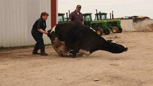 The Incredible Dr. Pol Season 2 Episode 1 - Polnado Warning