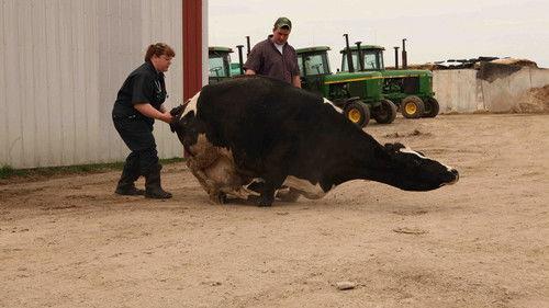 The Incredible Dr. Pol Season 2 Episode 1 - Polnado Warning