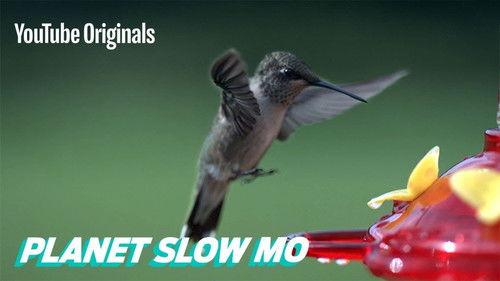 Planet Slow Mo Season 1 Episode 10 - How Fast Can a Hummingbird Flap?