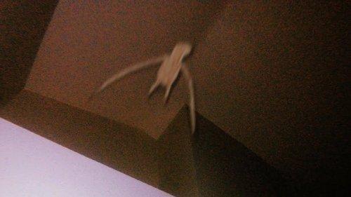 Background image for CORNERFOLK