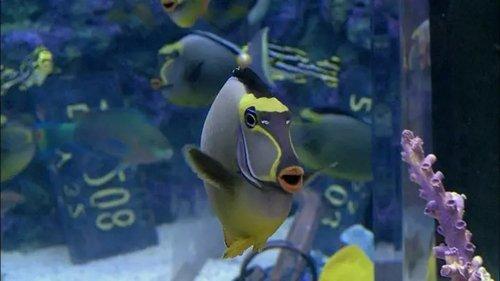 Tanked Season 1 Episode 2 - Swimming with the Sharks