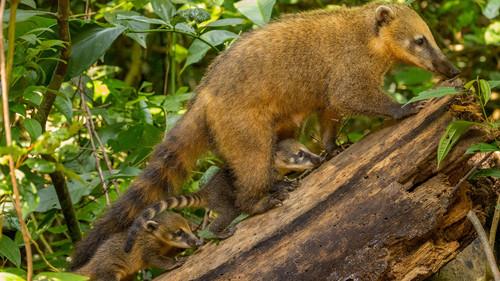 Nature Season 44 Episode 9 - Parenthood: Jungles