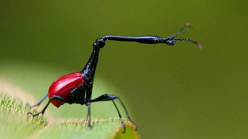 Insect Worlds Season 1 Episode 3 - The Secret to Their Success