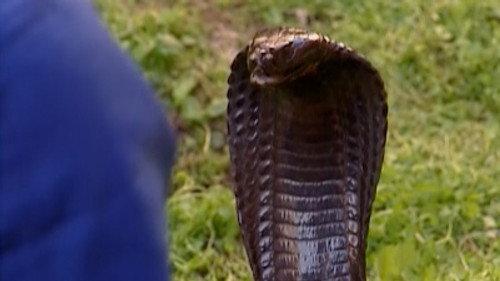 Road Rules Season 10 Episode 3 - Snakes, Snakes Everywhere