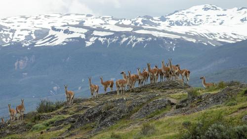 Evolution Earth Season 1 Episode 5 - Grasslands