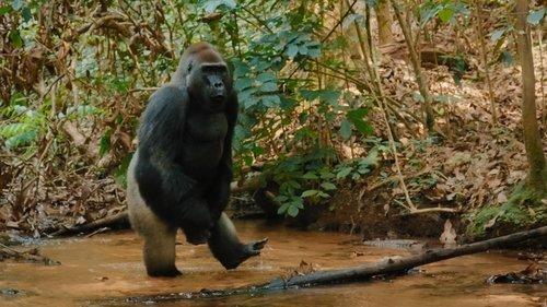 Big Beasts Season 1 Episode 4 - The Gorilla