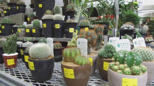 Document 72 Hours Season 11 Episode 18 - Seeds of Happiness at a Tokyo Garden Center