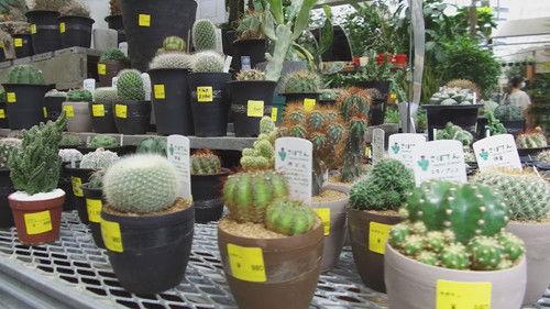 Document 72 Hours Season 11 Episode 18 - Garden Supply Store: Flowers, Greenery, and Happiness