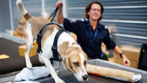 Dog Squad Season 14 Episode 2 - Episode 2