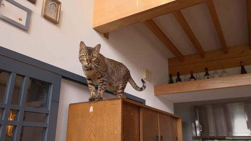 A Cat's-Eye View of Japan Season 3 Episode 18 - Yamagata: A Glimpse of Japanese Beauty