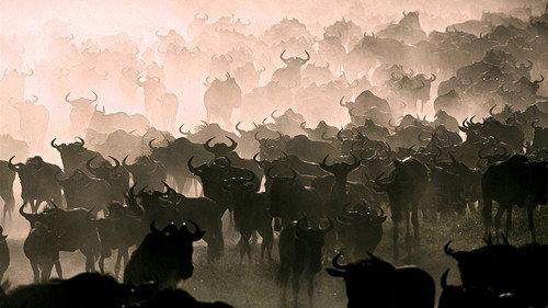 Nature's Great Events Season 1 Episode 3 - The Great Migration