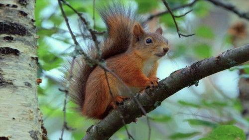 Europe's Great Wilderness Season 1 Episode 2 - Europe's Green Heart