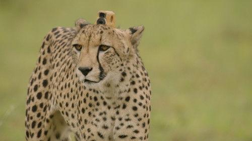 Animals with Cameras Season 1 Episode 2 - Episode 2